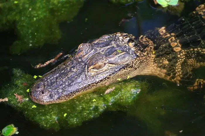 Framed Print : Young American Alligator head above water Framed Print : Young American Alligator head above water