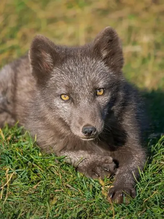 Framed Print : Young Arctic fox, blue morph Framed Print : Young Arctic fox, blue morph