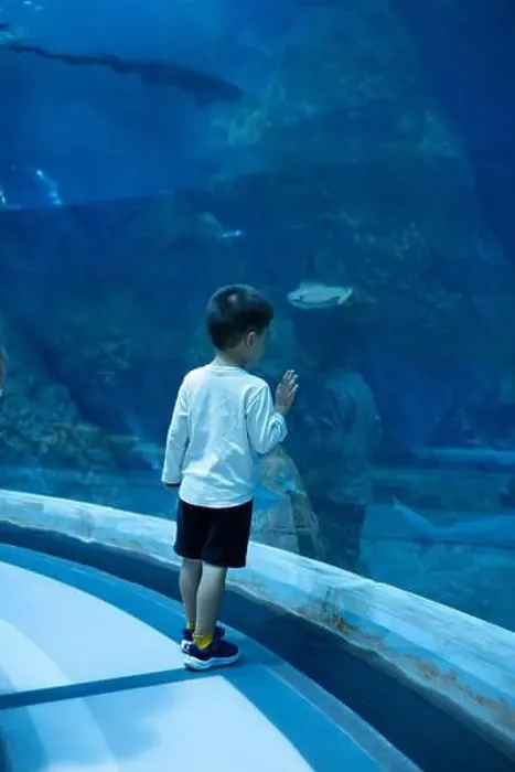 Framed Print : A young child stands in awe, gazing at a large shark and stingray swimming in a spacious Framed Print : A young child stands in awe, gazing at a large shark and stingray swimming in a spacious