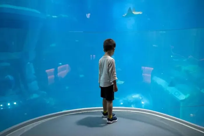 Framed Print : A young child stands in awe, gazing at a large shark and stingray swimming in a spacious Framed Print : A young child stands in awe, gazing at a large shark and stingray swimming in a spacious
