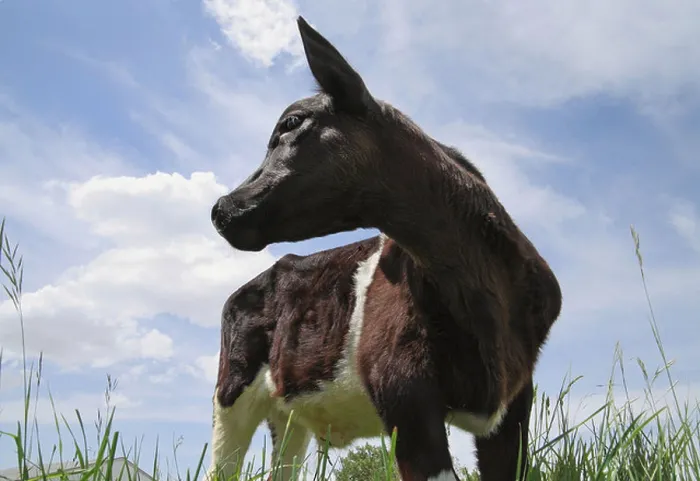 Framed Print : young cow calf standing in field looking up against dramatic cloudy skies in a pasture field Framed Print : young cow calf standing in field looking up against dramatic cloudy skies in a pasture field