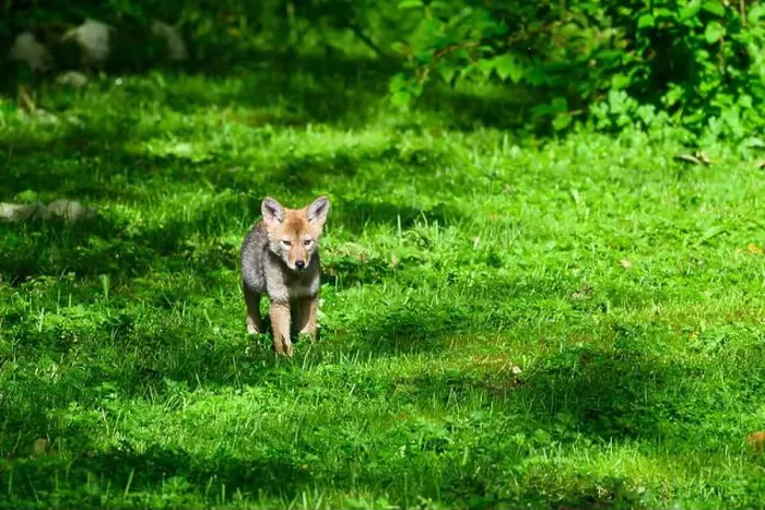 Framed Print : Young coyote pup (Canis latrans) walking across a green meadow in spring Framed Print : Young coyote pup (Canis latrans) walking across a green meadow in spring