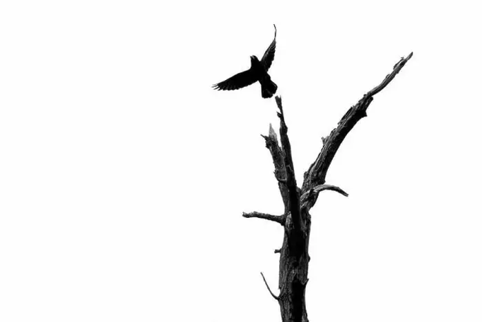 Framed Print : A young crow launches itself from a dead tree. London, UK Framed Print : A young crow launches itself from a dead tree. London, UK