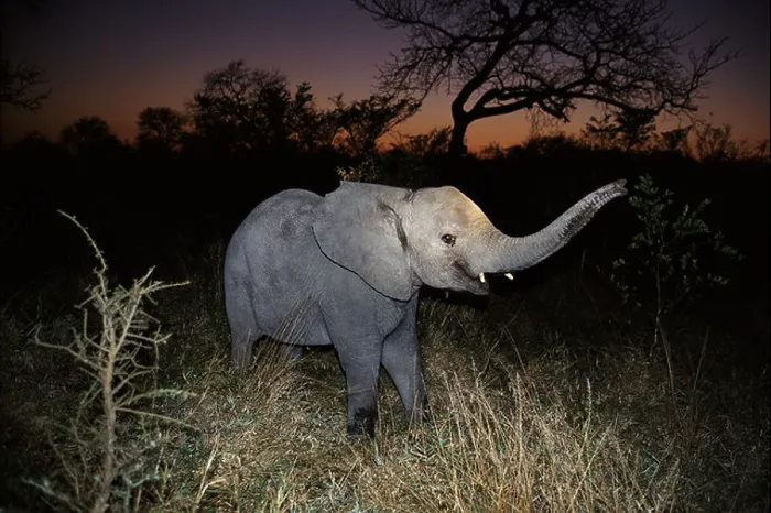 Framed Print : Young elephant at night time South Africa