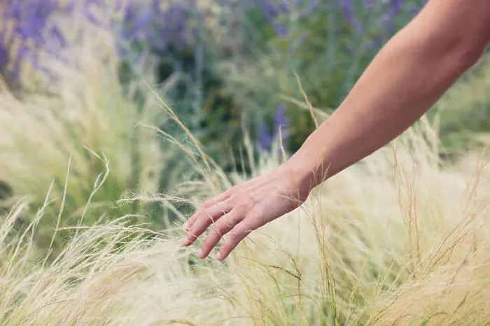 Framed Print : A young female hand is touching some grass outside in summer Framed Print : A young female hand is touching some grass outside in summer