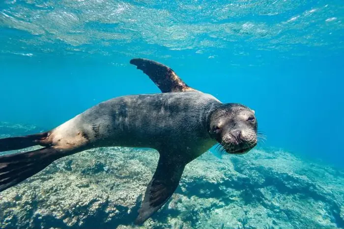 Framed Print : Young Galapagos sea lion (Zalophus wollebaeki) at play underwater in the Galapagos Island Archipelago Framed Print : Young Galapagos sea lion (Zalophus wollebaeki) at play underwater in the Galapagos Island Archipelago
