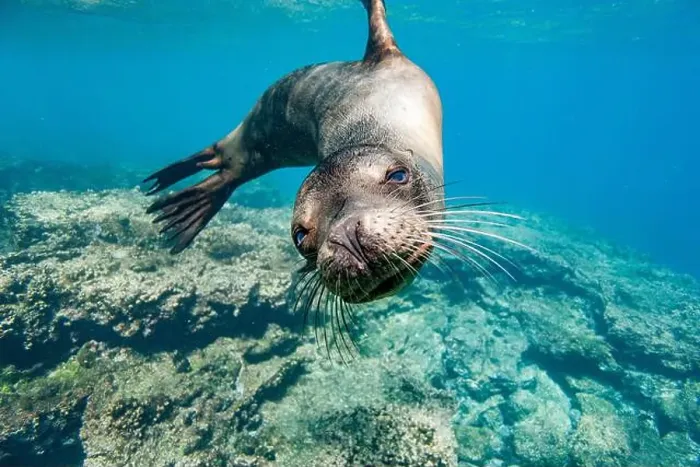 Framed Print : Young Galapagos sea lion (Zalophus wollebaeki) at play underwater in the Galapagos Island Archipelago Framed Print : Young Galapagos sea lion (Zalophus wollebaeki) at play underwater in the Galapagos Island Archipelago