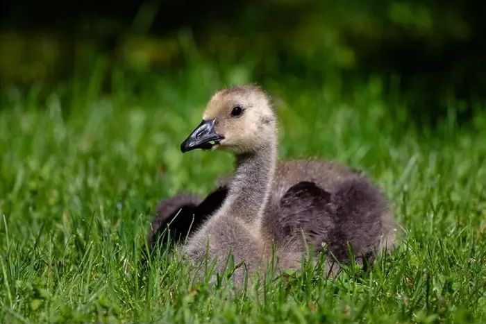 Framed Print : A young gosling in Hatley Castle, Victoria, BC Canada, closeup shot Framed Print : A young gosling in Hatley Castle, Victoria, BC Canada, closeup shot
