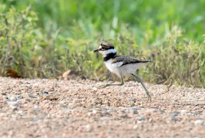 Framed Print : Young killdeer (Chardarius vociferus) is running through the field, Texas, USA Framed Print : Young killdeer (Chardarius vociferus) is running through the field, Texas, USA