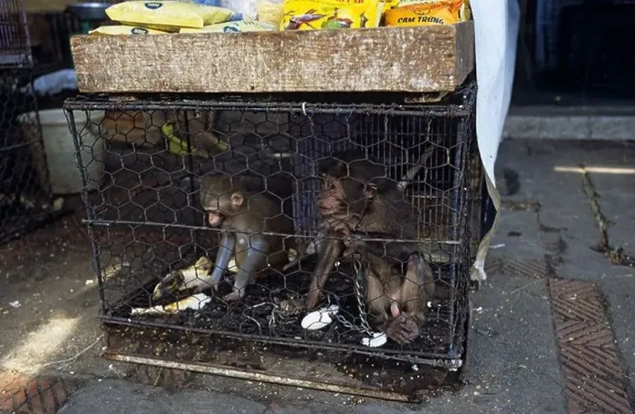 Framed Print : Young macaque monkeys for sale in market Hanoi Vietnam