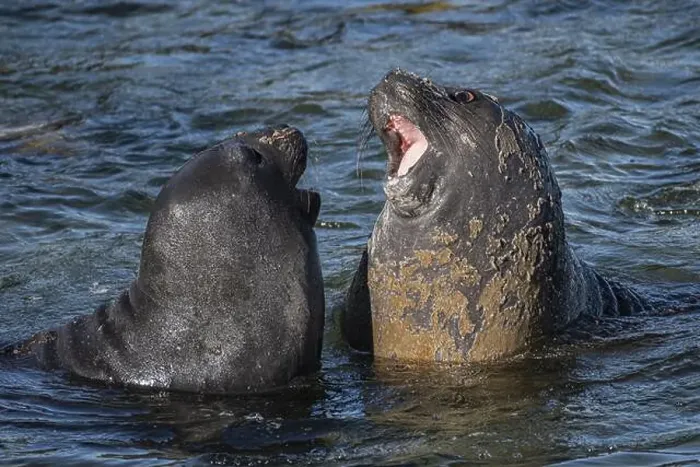 Framed Print : Young male Southern elephant seals (Mirounga leonina) playfully fighting in shallow water Framed Print : Young male Southern elephant seals (Mirounga leonina) playfully fighting in shallow water