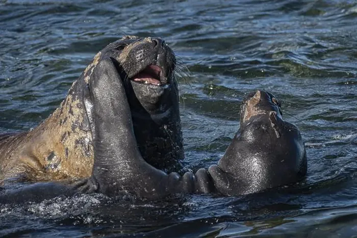 Framed Print : Young male Southern elephant seals (Mirounga leonina) playfully fighting in shallow water Framed Print : Young male Southern elephant seals (Mirounga leonina) playfully fighting in shallow water