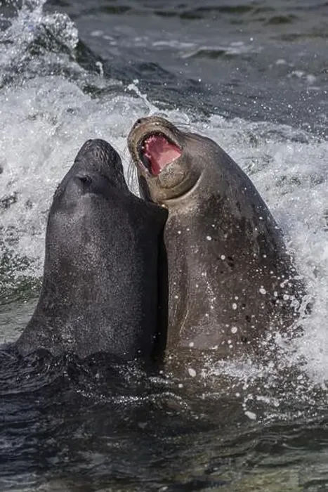 Framed Print : Young male Southern elephant seals (Mirounga leonina) playfully fighting in shallow water Framed Print : Young male Southern elephant seals (Mirounga leonina) playfully fighting in shallow water