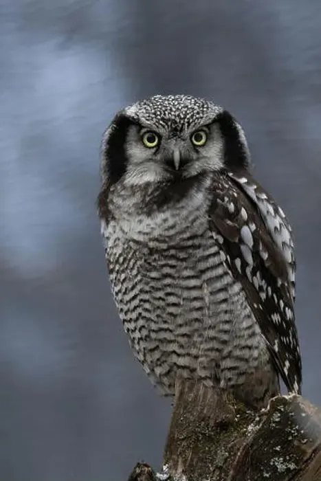 Framed Print : Young Northern hawk-owl early winter (Surnia ulula) Framed Print : Young Northern hawk-owl early winter (Surnia ulula)