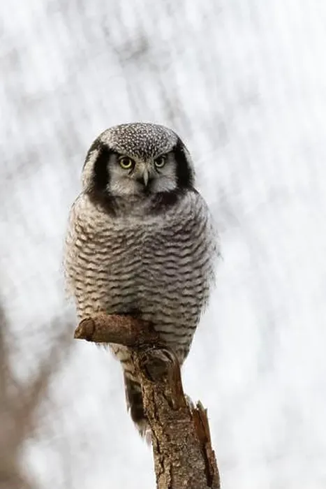 Framed Print : Young Northern hawk-owl (Surnia ulula). Winter grey background Framed Print : Young Northern hawk-owl (Surnia ulula). Winter grey background