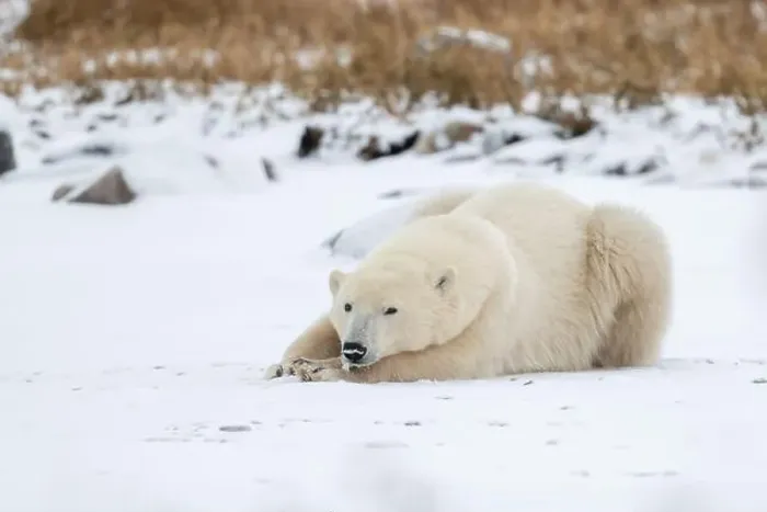 Framed Print : A young polar bear laying down and resting on snow covered ground hear the shore of Hudson Bay outside of Churchill Framed Print : A young polar bear laying down and resting on snow covered ground hear the shore of Hudson Bay outside of Churchill