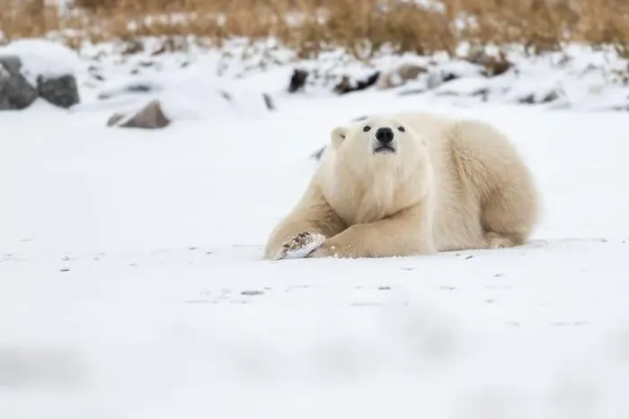 Framed Print : A young polar bear laying down and resting on snow covered ground hear the shore of Hudson Bay outside of Churchill Framed Print : A young polar bear laying down and resting on snow covered ground hear the shore of Hudson Bay outside of Churchill