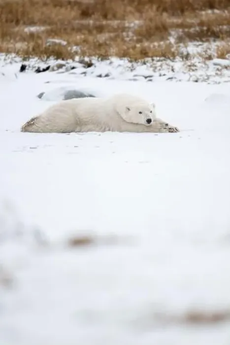 Framed Print : A young polar bear laying down and resting on snow covered ground hear the shore of Hudson Bay outside of Churchill