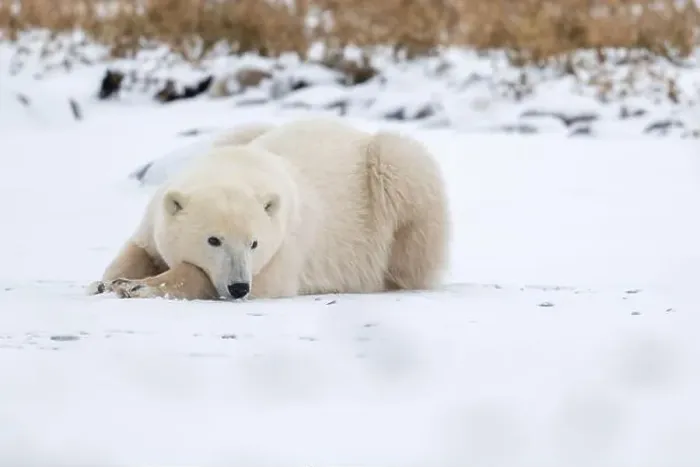 Framed Print : A young polar bear laying down and resting on snow covered ground hear the shore of Hudson Bay outside of Churchill Framed Print : A young polar bear laying down and resting on snow covered ground hear the shore of Hudson Bay outside of Churchill