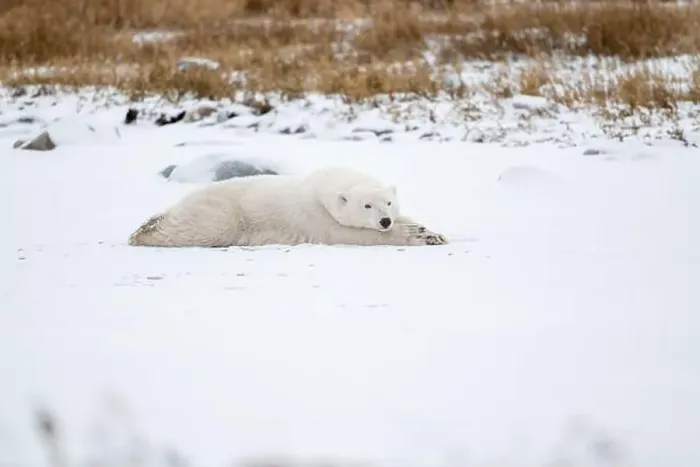 Framed Print : A young polar bear laying down and resting on snow covered ground hear the shore of Hudson Bay outside of Churchill Framed Print : A young polar bear laying down and resting on snow covered ground hear the shore of Hudson Bay outside of Churchill