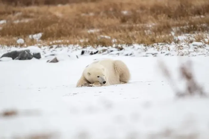Framed Print : A young polar bear laying down and resting on snow covered ground hear the shore of Hudson Bay outside of Churchill Framed Print : A young polar bear laying down and resting on snow covered ground hear the shore of Hudson Bay outside of Churchill