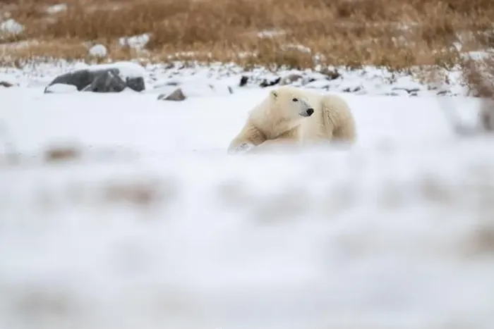 Framed Print : A young polar bear laying down and resting on snow covered ground hear the shore of Hudson Bay outside of Churchill Framed Print : A young polar bear laying down and resting on snow covered ground hear the shore of Hudson Bay outside of Churchill