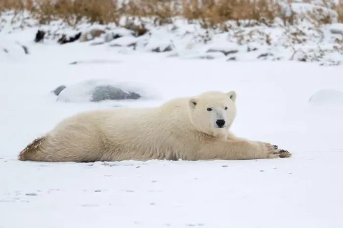 Framed Print : A young polar bear laying down and resting on snow covered ground hear the shore of Hudson Bay outside of Churchill Framed Print : A young polar bear laying down and resting on snow covered ground hear the shore of Hudson Bay outside of Churchill