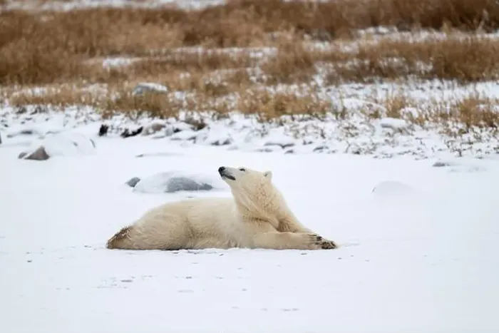 Framed Print : A young polar bear laying down and resting on snow covered ground hear the shore of Hudson Bay outside of Churchill Framed Print : A young polar bear laying down and resting on snow covered ground hear the shore of Hudson Bay outside of Churchill