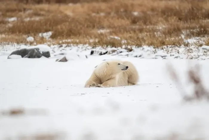 Framed Print : A young polar bear laying down and resting on snow covered ground hear the shore of Hudson Bay outside of Churchill Framed Print : A young polar bear laying down and resting on snow covered ground hear the shore of Hudson Bay outside of Churchill