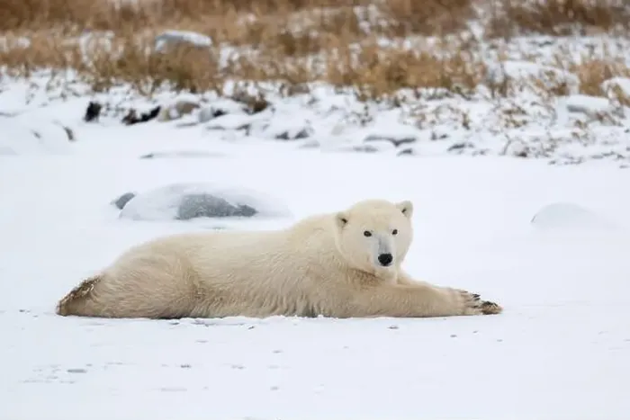 Framed Print : A young polar bear laying down and resting on snow covered ground hear the shore of Hudson Bay outside of Churchill Framed Print : A young polar bear laying down and resting on snow covered ground hear the shore of Hudson Bay outside of Churchill