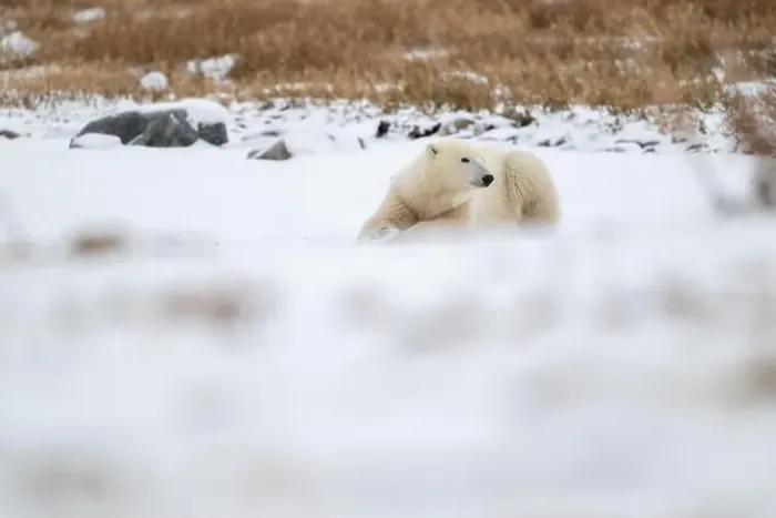 Framed Print : A young polar bear laying down and resting on snow covered ground hear the shore of Hudson Bay outside of Churchill Framed Print : A young polar bear laying down and resting on snow covered ground hear the shore of Hudson Bay outside of Churchill