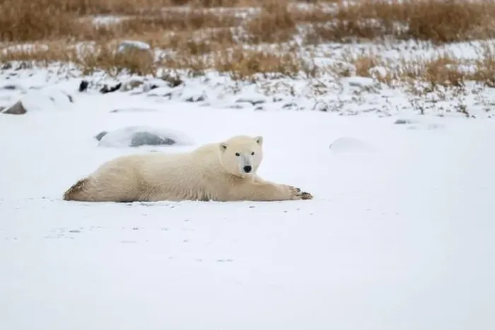 Framed Print : A young polar bear laying down and resting on snow covered ground hear the shore of Hudson Bay outside of Churchill Framed Print : A young polar bear laying down and resting on snow covered ground hear the shore of Hudson Bay outside of Churchill