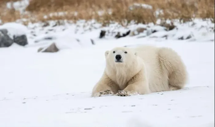 Framed Print : A young polar bear laying down and resting on snow covered ground hear the shore of Hudson Bay outside of Churchill Framed Print : A young polar bear laying down and resting on snow covered ground hear the shore of Hudson Bay outside of Churchill