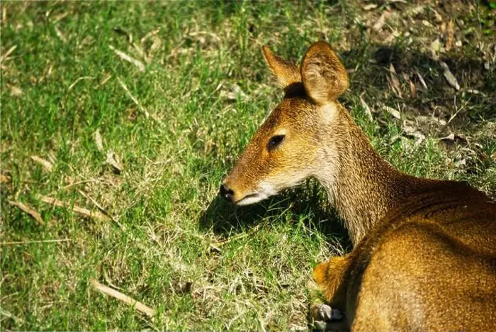 Framed Print : young red deer shows up