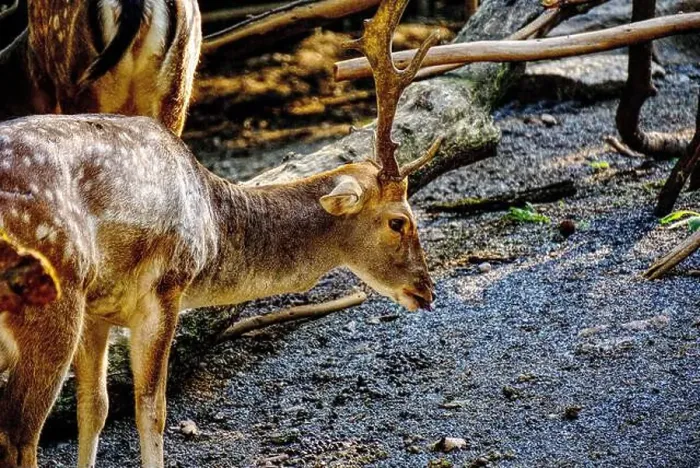 Framed Print : young red deer shows up