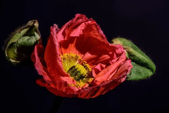 Framed Print : young red satin / silk poppy blossom macro portrait Framed Print : young red satin / silk poppy blossom macro portrait