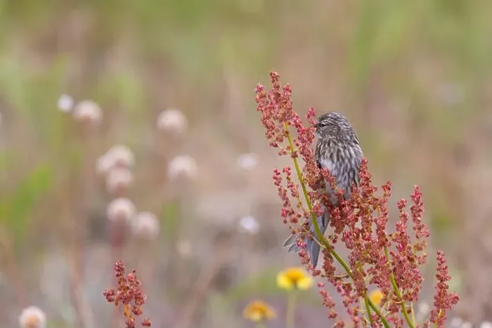 Framed Print : Young redpoll eats horse sorrel seeds Framed Print : Young redpoll eats horse sorrel seeds