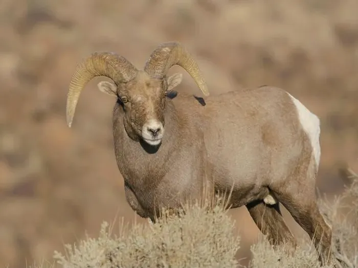 Framed Print : Young Rocky Mountain bighorn ram during the rut along the Rio Grande River Canyon, New Mexico Framed Print : Young Rocky Mountain bighorn ram during the rut along the Rio Grande River Canyon, New Mexico