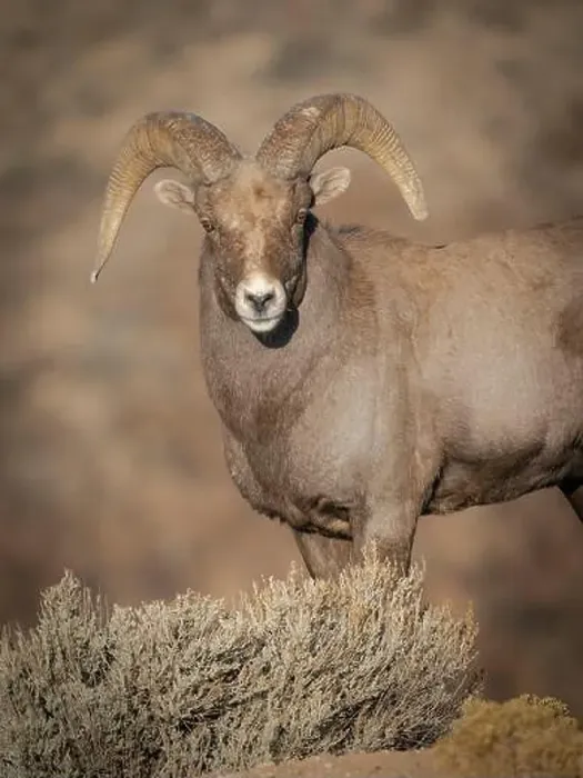 Framed Print : Young Rocky Mountain bighorn ram during the rut along the Rio Grande River Canyon, New Mexico Framed Print : Young Rocky Mountain bighorn ram during the rut along the Rio Grande River Canyon, New Mexico
