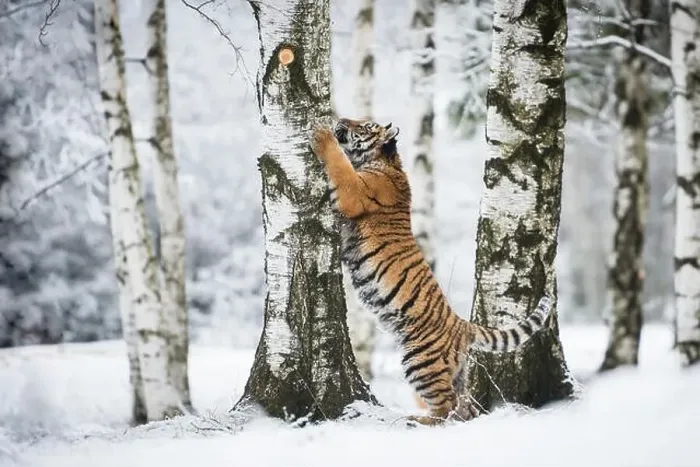 Framed Print : Young Siberian tiger climbing on a birch tree Framed Print : Young Siberian tiger climbing on a birch tree