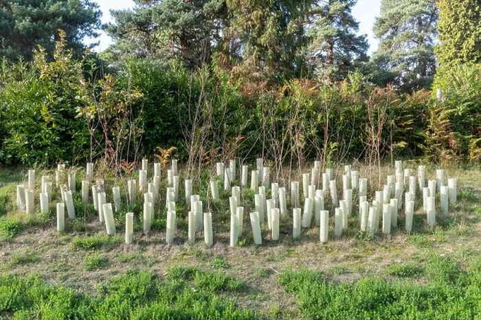 Framed Print : Young trees planted in plastic sleeves on a new housing development called Mindenhurst in Deepcut, Surrey, England, UK Framed Print : Young trees planted in plastic sleeves on a new housing development called Mindenhurst in Deepcut, Surrey, England, UK