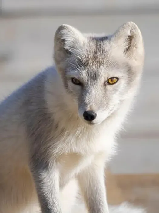 Framed Print : Young white Arctic fox in an enclosure for orphaned arctic foxes of the Melrakkasetur (Arctic Fox Research Center)