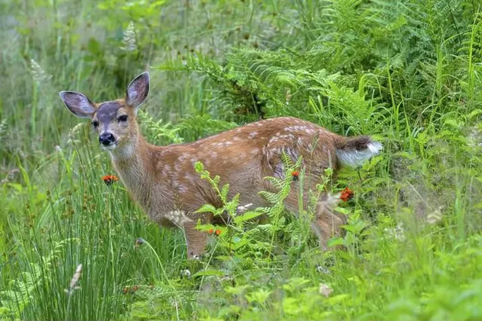 Framed Print : A young white-tailed deer (Odocoileus virginianus) stands at attention in a green meadow Framed Print : A young white-tailed deer (Odocoileus virginianus) stands at attention in a green meadow