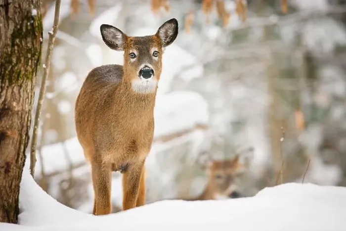 Framed Print : Young white-tailed deer with unusual eyes in snowy forest Framed Print : Young white-tailed deer with unusual eyes in snowy forest