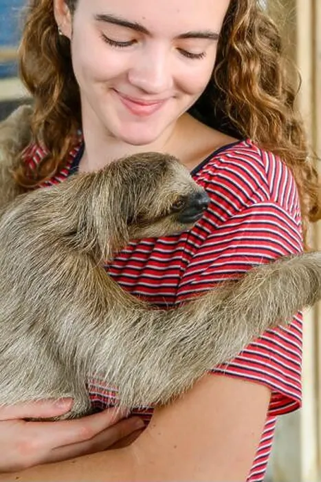 Framed Print : Young woman holding a sloth at a Sloth sanctuary; Roatan, Bay Islands, Honduras Framed Print : Young woman holding a sloth at a Sloth sanctuary; Roatan, Bay Islands, Honduras