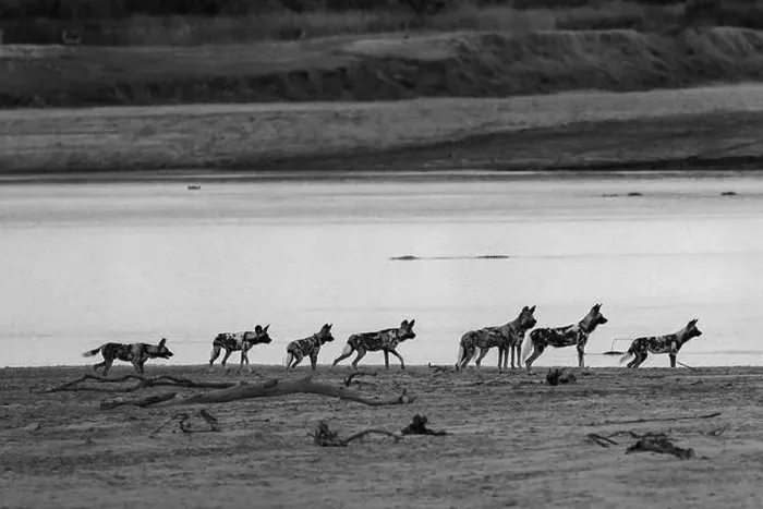 Framed Print : Zambia, South Luangwa National Park Framed Print : Zambia, South Luangwa National Park