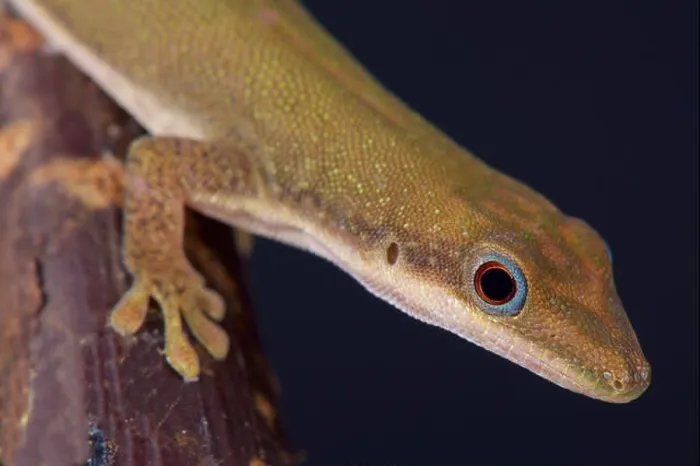 Framed Print : Zanzibar day gecko / Phelsuma dubia Framed Print : Zanzibar day gecko / Phelsuma dubia