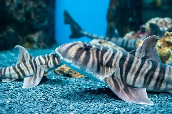 Framed Print : Zebra bullhead shark (Heterodontus zebra) swimming in the sea Framed Print : Zebra bullhead shark (Heterodontus zebra) swimming in the sea