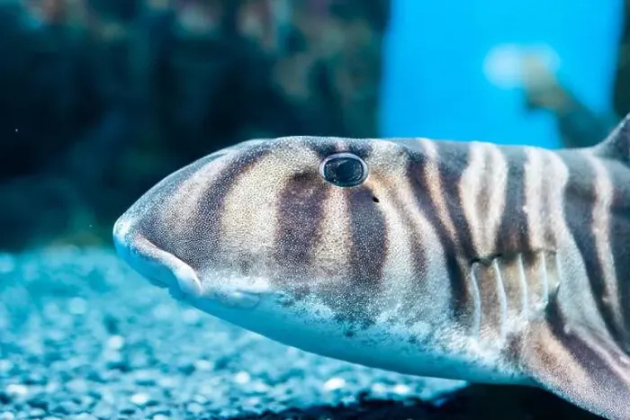 Framed Print : Zebra bullhead shark (Heterodontus zebra) swimming in the sea Framed Print : Zebra bullhead shark (Heterodontus zebra) swimming in the sea