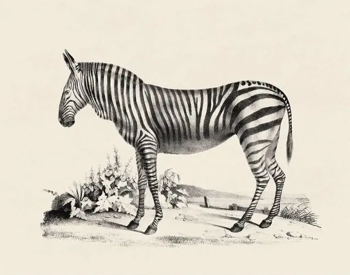 Framed Print : Zebra illustration. Pencil sketch of a zebra isolated on an aged beige background Framed Print : Zebra illustration. Pencil sketch of a zebra isolated on an aged beige background